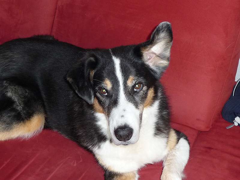 Nero (Appenzeller Sennenhund, Collie) Appenzeller Sennenhund Collie 